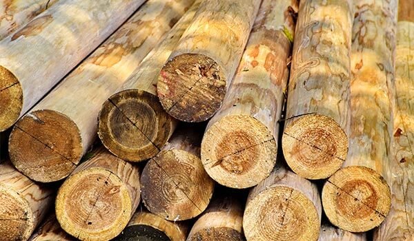 palanque de eucalipto